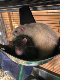 Male rat duo Tom and Jerry searching for forever home