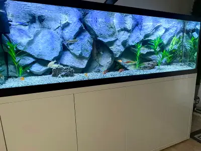 Aquarium  cichlid 3d background, View more