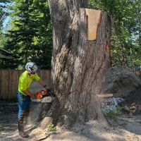 TREE REMOVAL Barrie Ontario Preview
