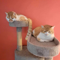 Bonded Pair cats for Adoption