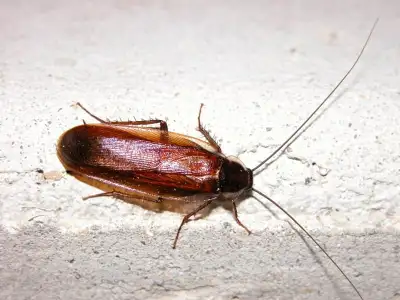 Roach Feeders, View more