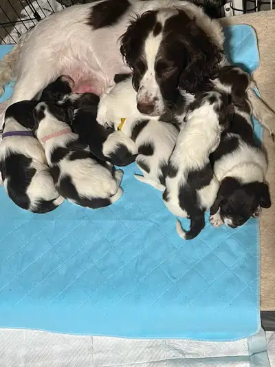 English Springer Spaniel puppies for sale, View more