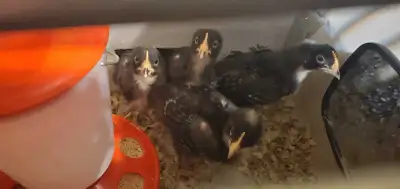 Dual heritage breed chicks, View more