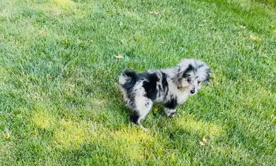 Pomapoo puppies., View more