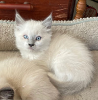 Blue point Blue eyed himalayan/siamese kittens 