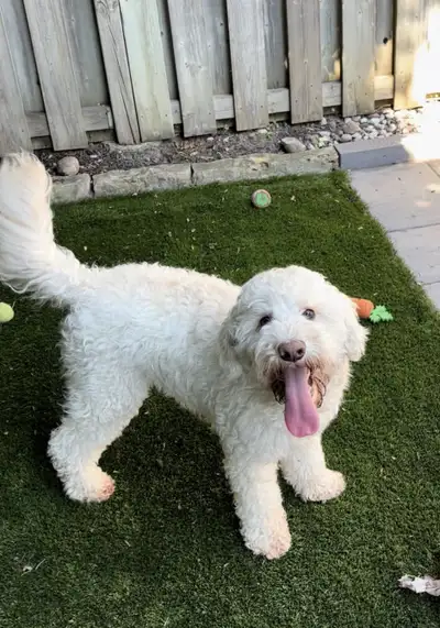 Very sweet, 3 year old Goldendoodle looking to be rehomed. Unfortunately due to changes in our sched...