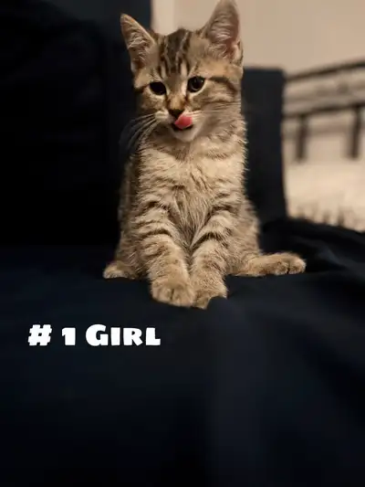  Sweet Female Kittens Ready for Their Forever Homes! , View more
