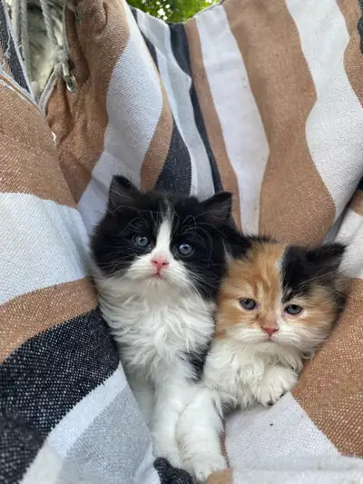 2 chatons persans croisés, View more