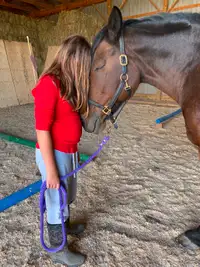 In Search Of Full Draft Therapy Mare - PLEASE READ!