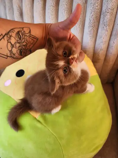 Purebred British Shorthair Cinnamon bicolor  boy, View more