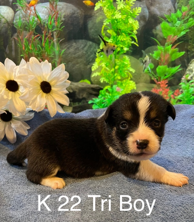 Mixes to rehome Dogs & Puppies for Rehoming Grande Prairie