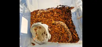 Adult female normal kenyan sand boa het anery and nuclear, View more