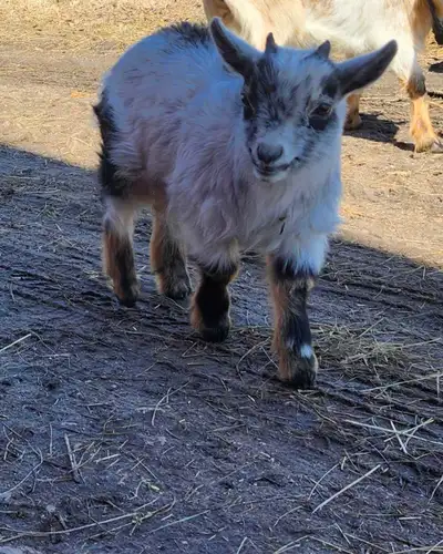 Nigerian Dwarf Buckling, View more
