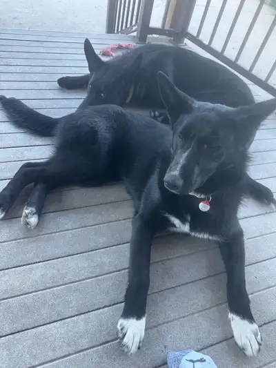 2 German shepherds for sale, View more