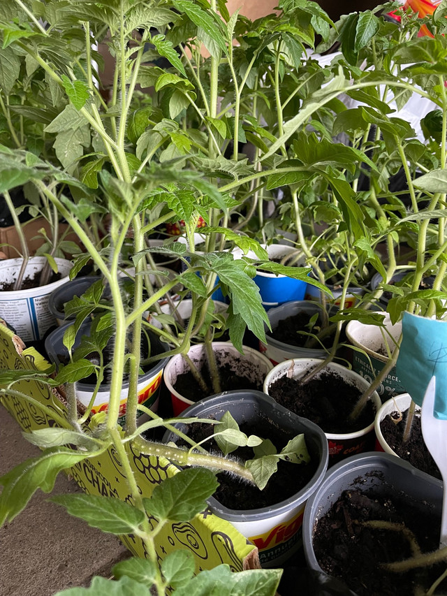 Tomato plants (beefsteak Manitoba, Roma) Plants, Fertilizer & Soil Edmonton Kijiji