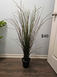 Ikea plants for sale(Move out)
