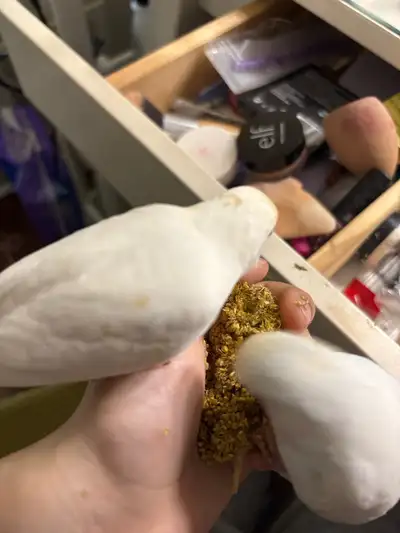 2 budgies, View more