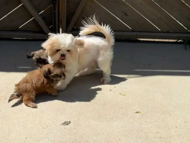Two Adorable Shih-Tzu Puppies Looking for There Forever Homes in Dogs & Puppies for Rehoming in Oakville / Halton Region - Image 7