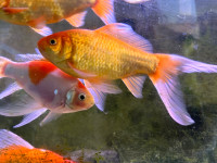 Medium sized goldfish for rehoming 
