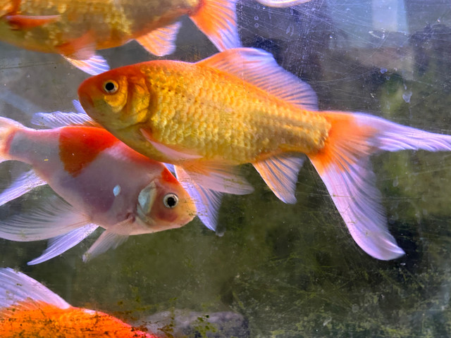 Medium sized goldfish for rehoming  in Fish for Rehoming in Prince George