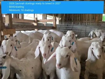 Premium Savannah Breeding Stock (Goat Doelings) For Sale, View more