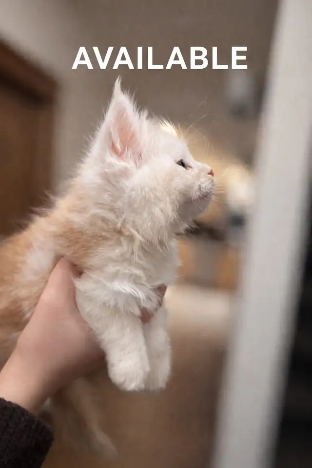 Purebred Maine Coon Kittens Available in Cats & Kittens for Rehoming in Edmonton - Image 3