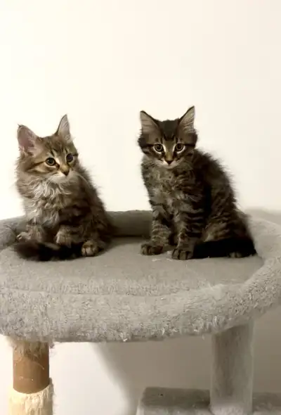 Siberian Kittens, View more