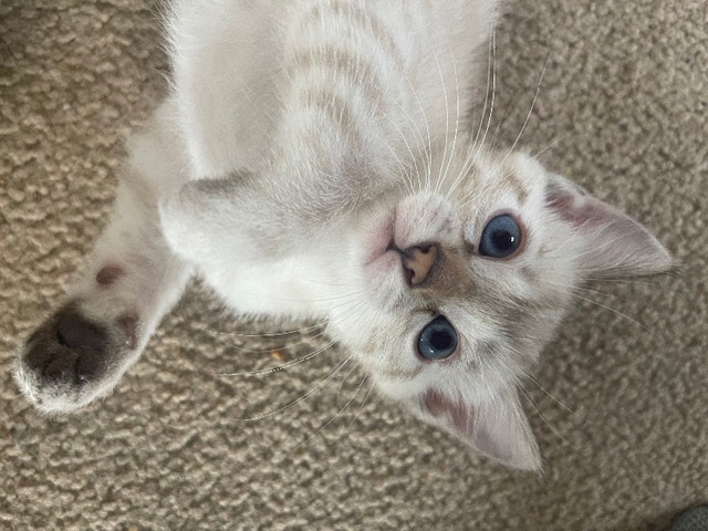 $800 Snow Lynx Bengal Kittens $800 | Cats & Kittens for Rehoming | City