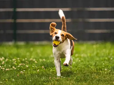 Unique Pet Fencing, View more