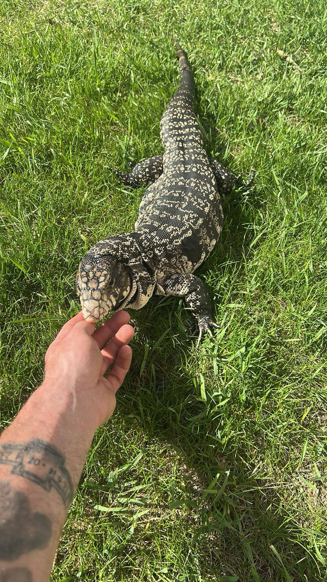 Rehabilitation and rescues of unwanted reptiles in Reptiles & Amphibians for Rehoming in Edmonton - Image 4