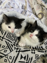 2 kittens for re home 