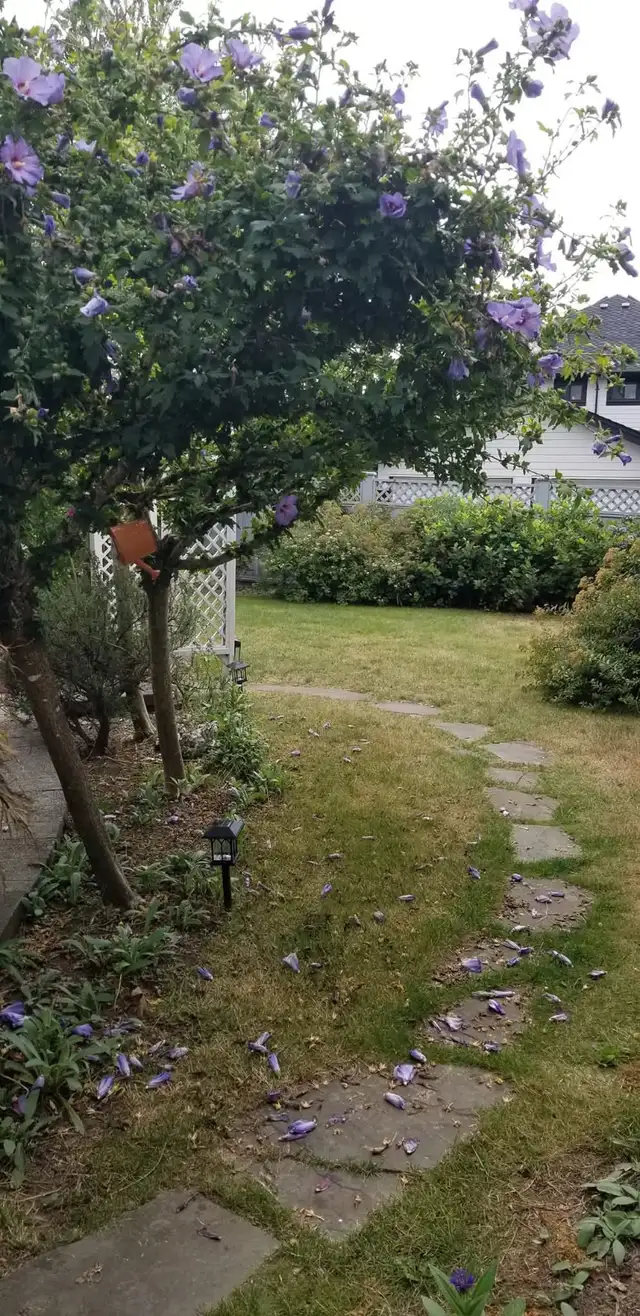 QTPOC space looking for new roommate in Room Rentals & Roommates in Vancouver - Image 9