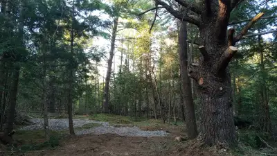 Off-grid vacant land parcel for rent in Madoc $500/month Renting a vacant land parcel on a 10 acre p...