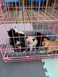 Mixed Kittens - Male and Female