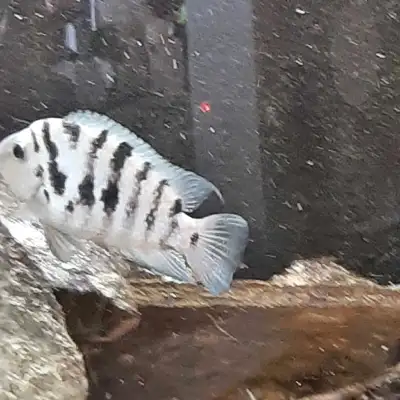 I have one male and 2 females left. Perhaps a few small ones if I can catch them.... won't last long...