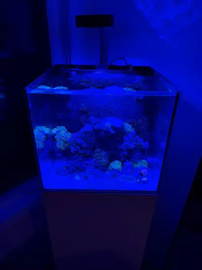 Full setup 12.5 gallon Unfortunately i’m not able to take care of this with extremely busy work Incl...