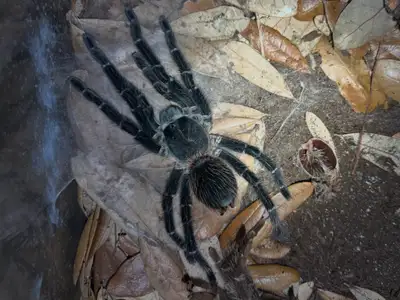 Lasiodora parahybana (Salmon Pink Birdeater) – Female – 5”, View more