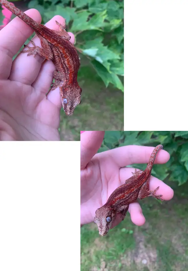 Gargoyle Geckos ($225-$300) in Reptiles & Amphibians for Rehoming in Moncton - Image 2