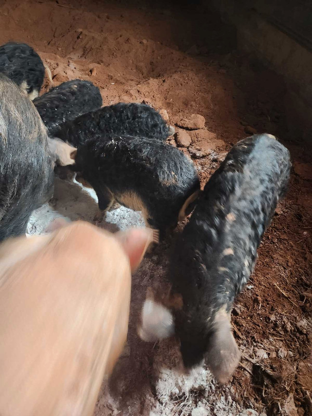 Mangalitsa pigs  in Livestock in Summerside