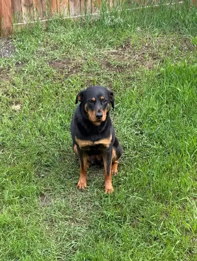 Female Rottweiler for rehoming, View more