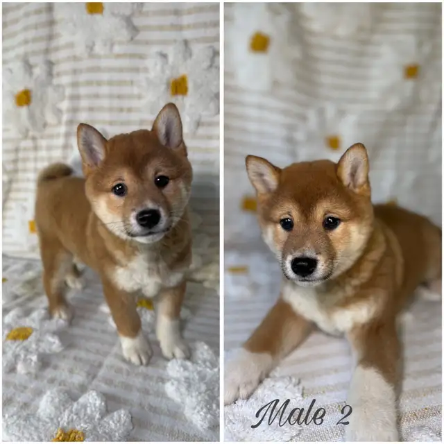 Shiba Inu adorable puppies in Dogs & Puppies for Rehoming in City of Toronto - Image 2