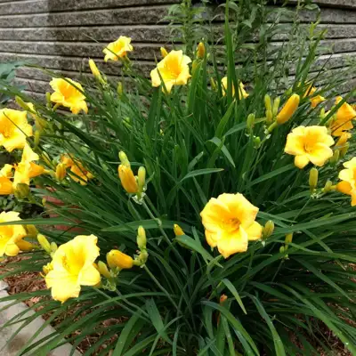 Free Stella Daylilly, View more