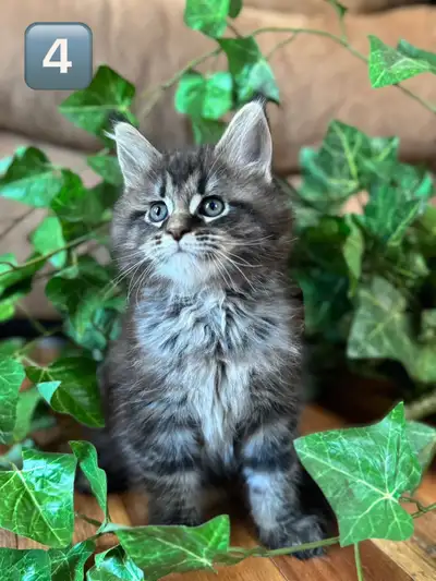 3 chatons Maine Coon, View more