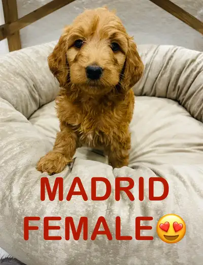 Stunning Mini Goldendoodle pups, View more