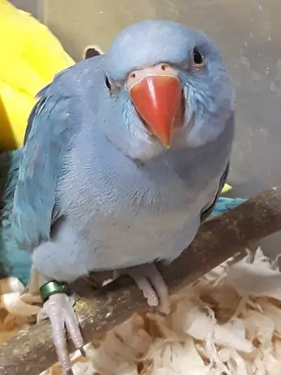 violet indian ringneck baby DNA female , View more