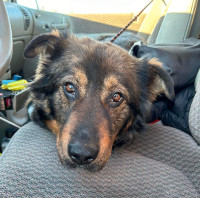 Happy Girl-5yr female shepherd mix