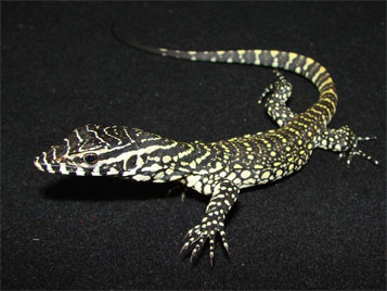COOL NILE AND SAVANNAH MONITOR SPECIAL in Reptiles & Amphibians for Rehoming in North Bay - Image 2