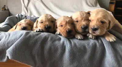 Golden Retriever puppies ready beginning of June!, View more