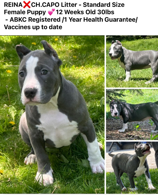 REGISTERED ABKC BLUE AMERICAN STANDARD PUPPIES 2 MALES 1 FEMALE Dogs