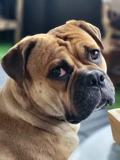 Mini Bulldog/Mini Boxer, View more